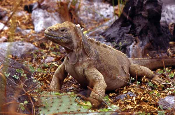iguana delle Galapagos